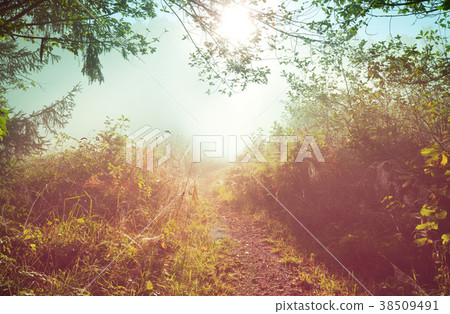 Sunny meadow Sunny meadow 38509491