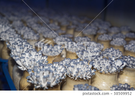 Oyster mushroom Oyster mushroom 38509952