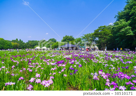 Kitanoyama公園虹膜 38510171