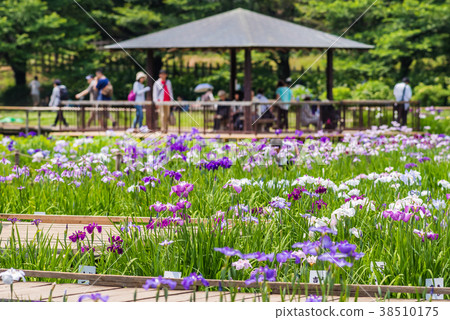 Kitanoyama公園虹膜 38510175