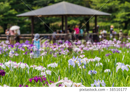 Kitanoyama公園虹膜 38510177