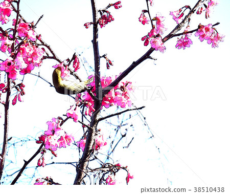 Cherry blossom season Cherry blossom season 38510438