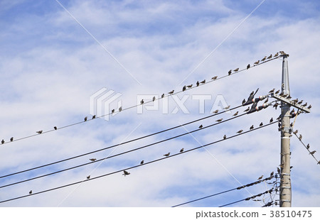 The starling star (Rubber) 38510475