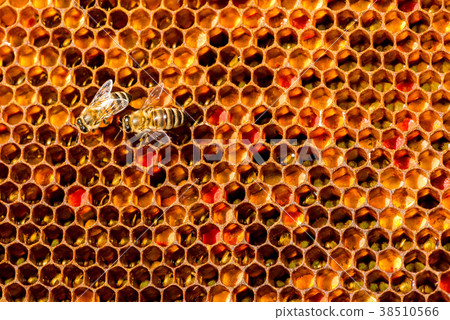 closeup of bees on honeycomb in apiary closeup of bees on honeycomb in apiary 38510566