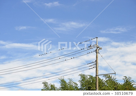 The starling star (Rubber) 38510679