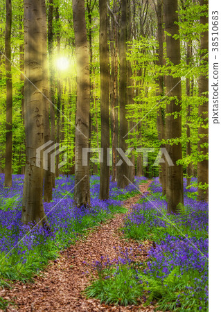 Famous forest Hallerbos in Brussels Belgium 38510683
