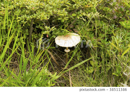 poisonous mushroom 38511386