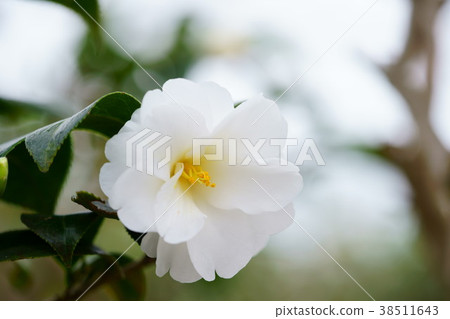 Konohana人物捲軸（Hime Shirayuki 1）離開了 38511643