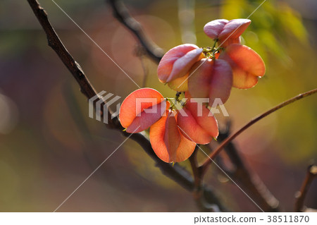 臺灣巒樹,花,花瓣,開花,植物,葉子,特別的 臺灣巒樹,花,花瓣,開花,植物,葉子,特別的 38511870