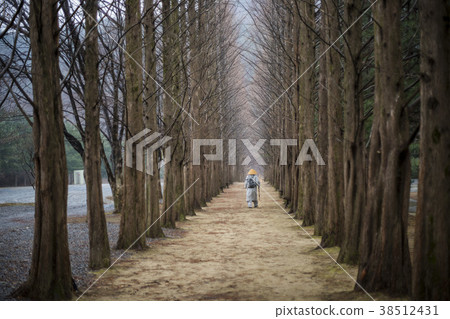 Metasequoia, Yeongwol-gun, Gangwon-do Metasequoia, Yeongwol-gun, Gangwon-do 38512431