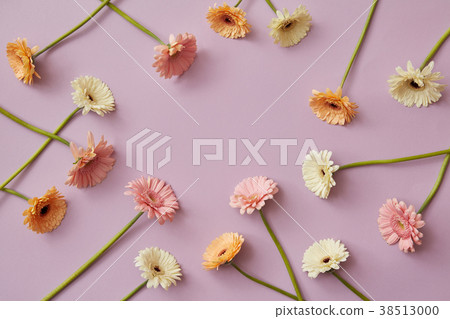 Creative pattern of various colorful gerberas on a Creative pattern of various colorful gerberas on a 38513000