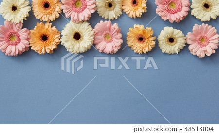 White pink and orange gerberas on a blue paper White pink and orange gerberas on a blue paper 38513004