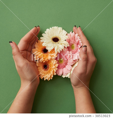 Female hands hold different gerbera flowers on a Female hands hold different gerbera flowers on a 38513023