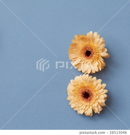 Three bright orange gerbera flowers isolated on a Three bright orange gerbera flowers isolated on a 38513046