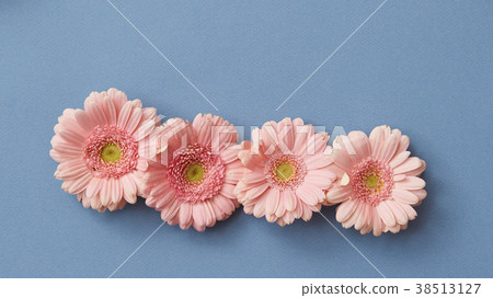 Four pink gerberas isolated on a blue paper Four pink gerberas isolated on a blue paper 38513127