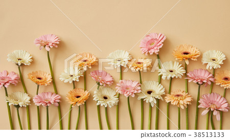 Spring composition of fresh gerberas on a yellow Spring composition of fresh gerberas on a yellow 38513133