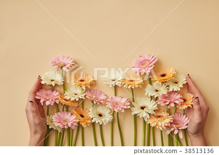 Many different gerberas female hands are held on a 38513136