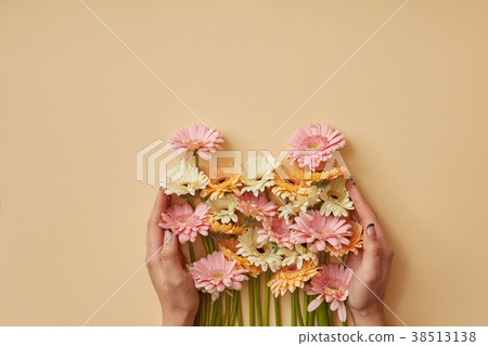 A bouquet of colorful gerberas girl holds in hands A bouquet of colorful gerberas girl holds in hands 38513138