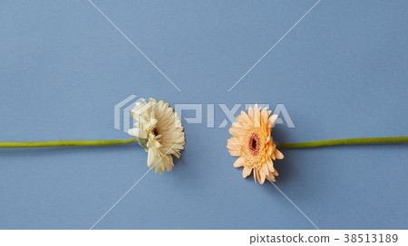 Two gerberas isolated on a blue paper background Two gerberas isolated on a blue paper background 38513189