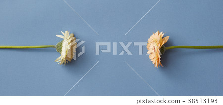 Minimal flower composition of gerberas on a blue Minimal flower composition of gerberas on a blue 38513193