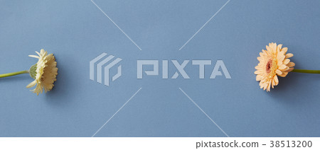 Gerberas isolated on a blue paper background Gerberas isolated on a blue paper background 38513200