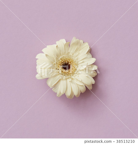 White gerbera flower isolated on a pink background White gerbera flower isolated on a pink background 38513210