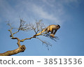 Sky and monkey 38513536
