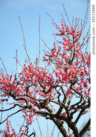 At Ume Osaka Castle Park 38513666