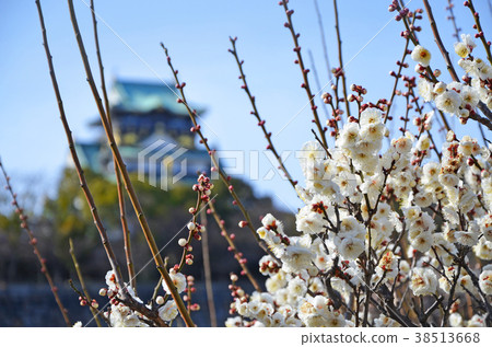 At Ume Osaka Castle Park 38513668