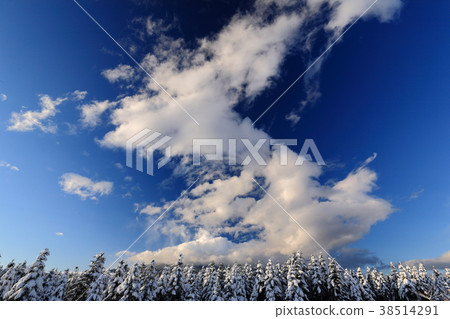 Snow forest and majestic clouds Snow forest and majestic clouds 38514291