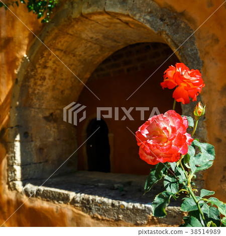 Beautiful roses in the pot Beautiful roses in the pot 38514989