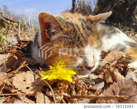 一隻睡在瑪瑙上的貓 一隻睡在瑪瑙上的貓 38515091