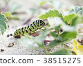 Papilio machaon 1 38515275