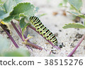 Papilio machaon 2 38515276