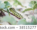 Papilio machaon 3 38515277