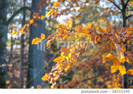 Close up of Yellow and Orange leaves, autumn. Close up of Yellow and Orange leaves, autumn. 38515345