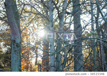 Close up of tree branch in autumn. Close up of tree branch in autumn. 38515346