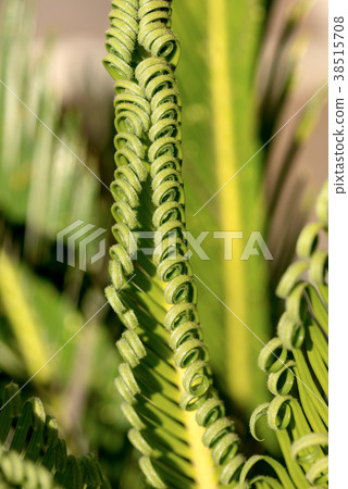 Curly Leaves of Cycas Revoluta 38515708