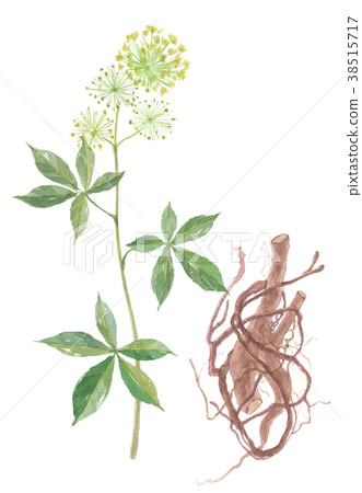 Ezukogi flowers and roots Ezukogi flowers and roots 38515717