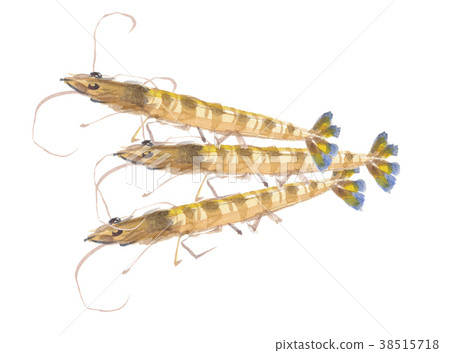 蝦蝦 蝦蝦 38515718