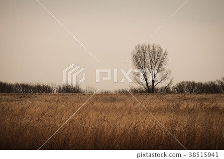 Bleak landscape 38515941