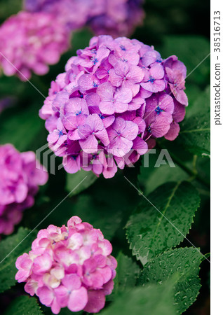 Beautiful pink Hydrangea flower bushes in garden 38516713