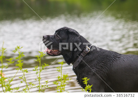 big black dog labrador 38516732