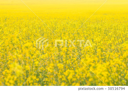 Rapeseed field, Brassica napus 38516794