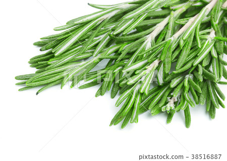 Fresh green rosemary isolated on a white Fresh green rosemary isolated on a white 38516887