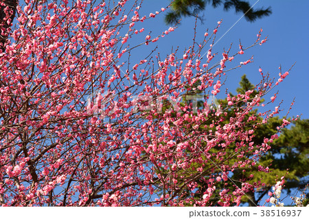 熱海廣場 38516937