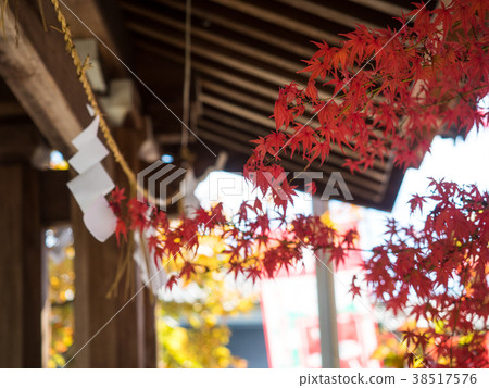秋天的樹葉 38517576