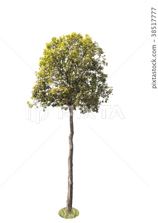 Tree isolated on white background. Tree isolated on white background. 38517777