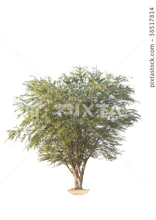 Manila tamarind tree isolated on white background. 38517814