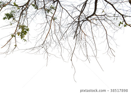 Dead branches isolated on white background. Dead branches isolated on white background. 38517898